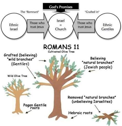 Romans Chapter 11 .